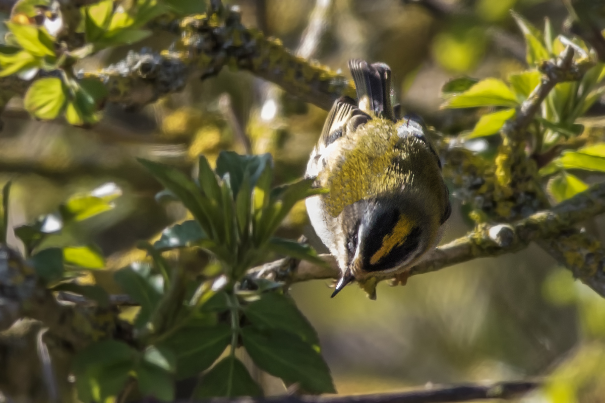 Firecrest (Regulus ignicapillus)