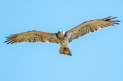 Short-toes Snake Eagle