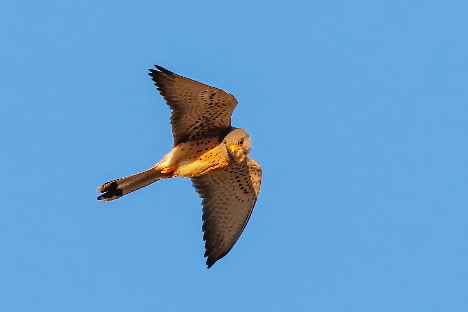 Lesser Kestrel (Falco naumanni)