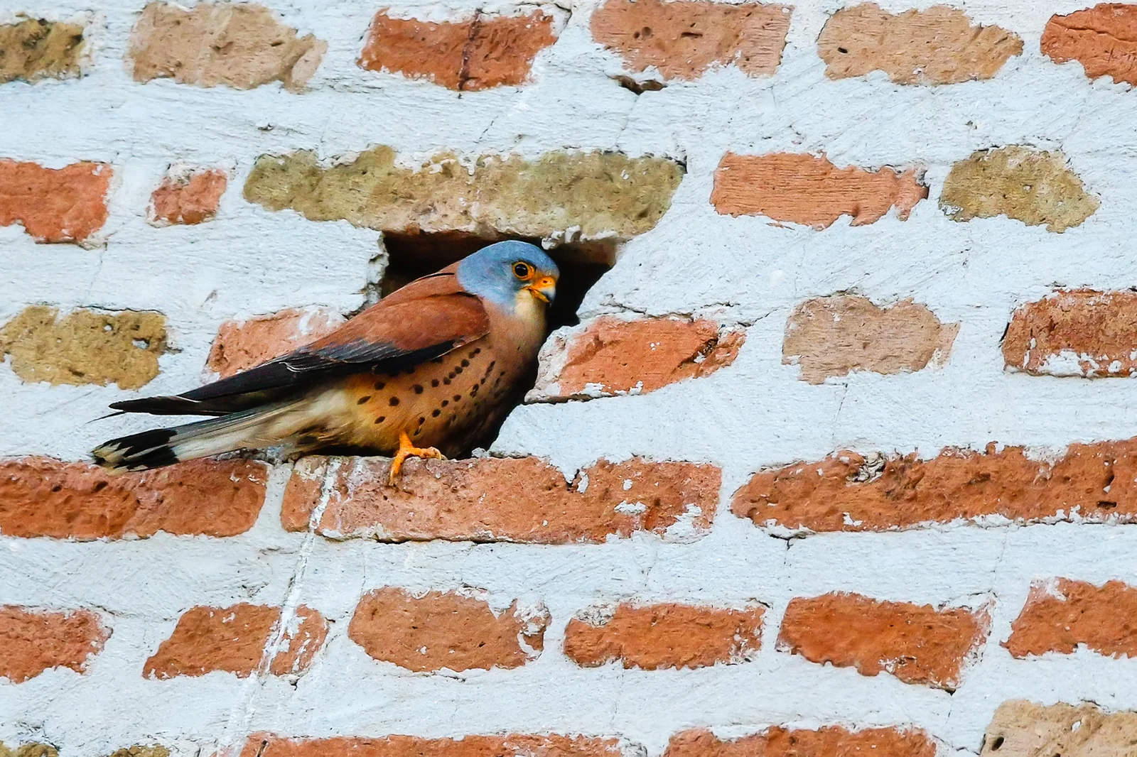 Lesser Kestrel (Falco naumanni)