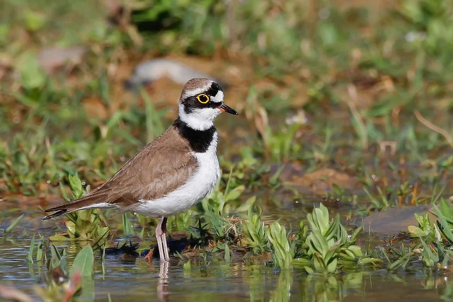 Little Ringed Plover