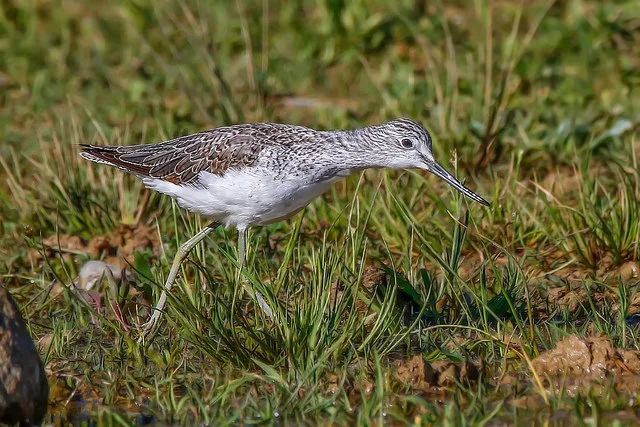 Greenshank (Tringa nebularia)