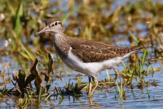 Common Sandpiper (Actitis hypoleucos)