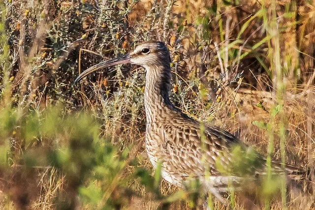 Whimbrel (Numenius phaeopus)