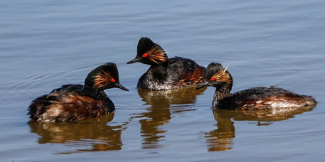 Black-necked Grebe (Podiceps nigricollis)