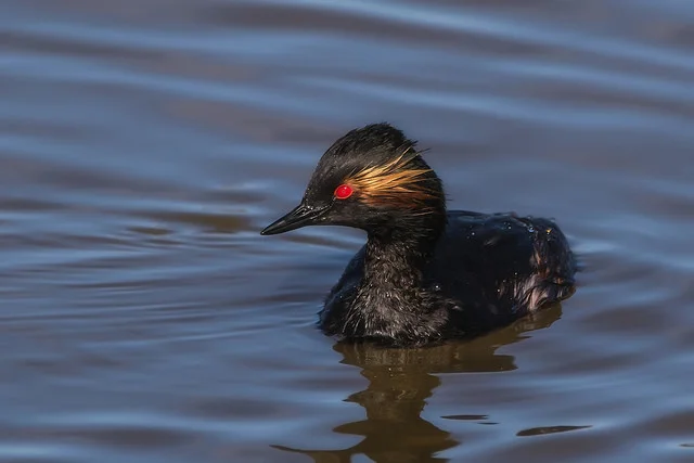 Black-necked Grebe (Podiceps nigricollis)