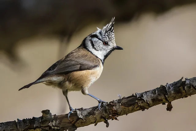 Crested Tit (Lophophanes cristatus)