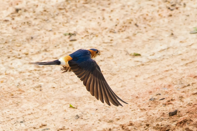 Red-rumped Swallow (Cecropis daurica)