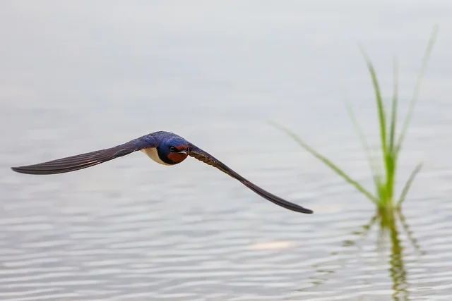 Barn Swallow (Hirundo rustica)