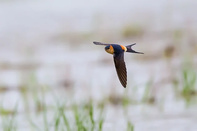 Red-rumped Swallow (Cecropis daurica)