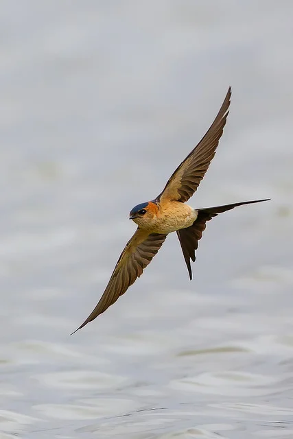 Red-rumped Swallow (Cecropis daurica)