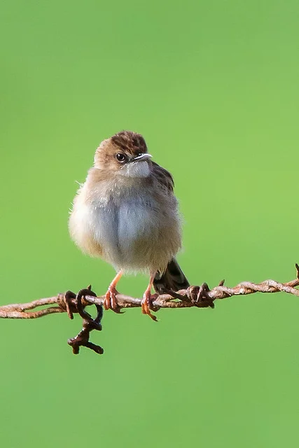 Zitting Cisticola (Cisticola juncidis)
