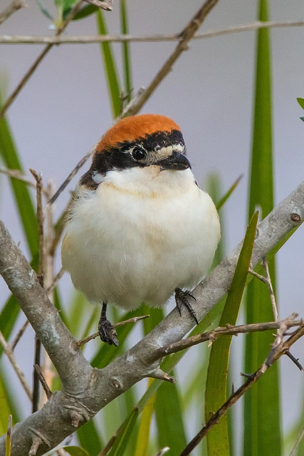 Woodchat Shrike (Lanius senator)