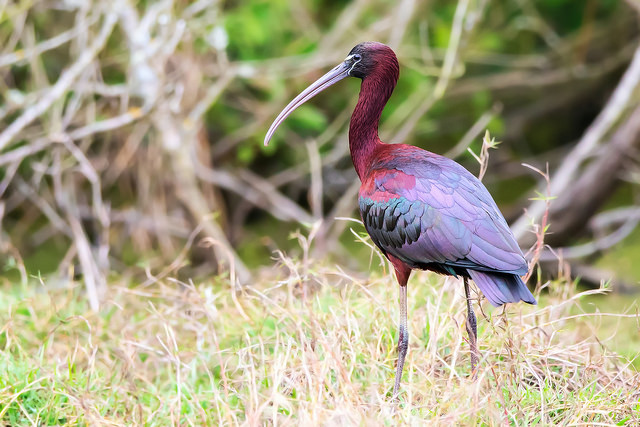 Glossy ibis (Plegadis falcinellus)
