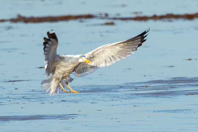 Yellow-legged Gull (Larus michahellis)