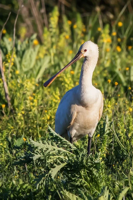 Spoonbill (Platalea leucorodia)