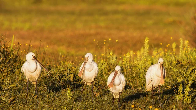 Spoonbill (Platalea leucorodia)