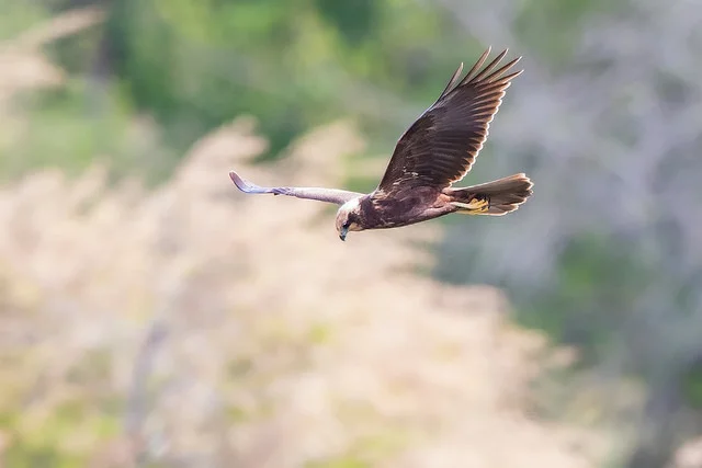 Marsh Harrier (Circus aeruginosus)