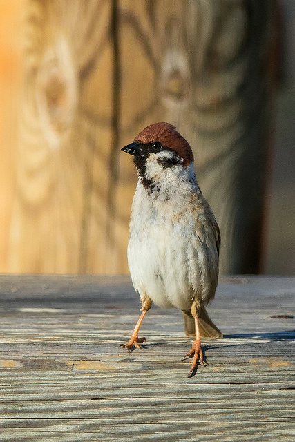 Tree Sparrow (Passer montanus)