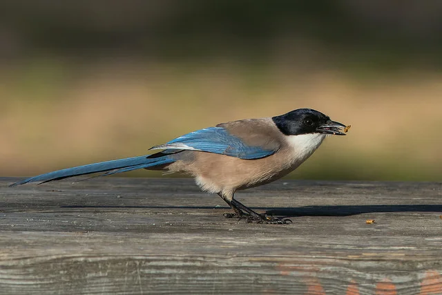 Azure-winged Magpie (Cyanopica cyanus)