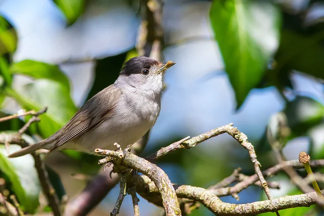 Blackcap (Sylvia atricapilla)
