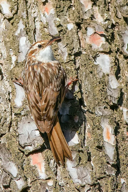 Short-toed Treecreeper (Certhia brachydactyla)