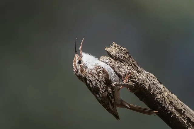 Short-toed Treecreeper (Certhia brachydactyla)