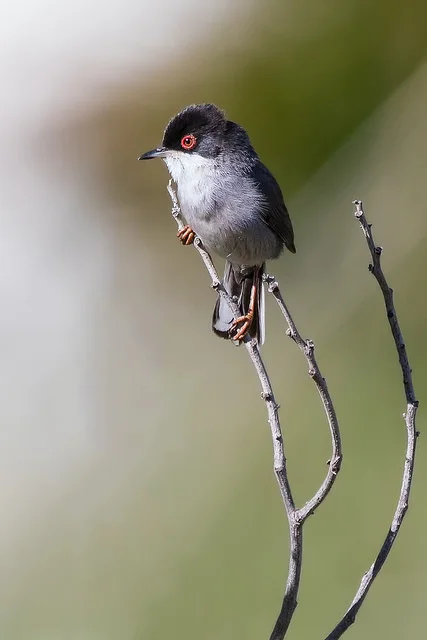 Sardinian Warbler (Sylvia melanocephala)