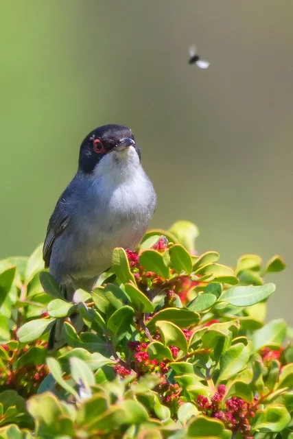 Sardinian Warbler (Sylvia melanocephala)