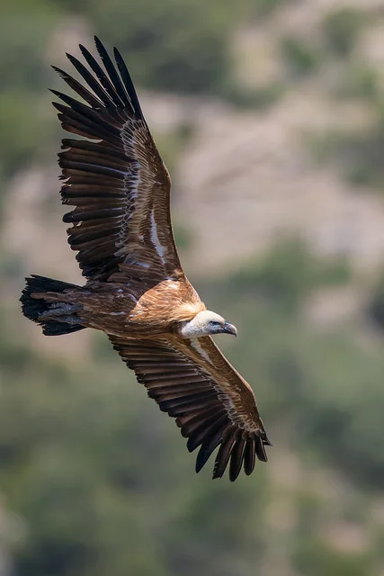 Griffon Vulture (Gyps fulvus)