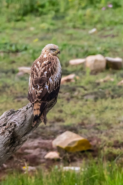 Red Kite (Milvus milvus)