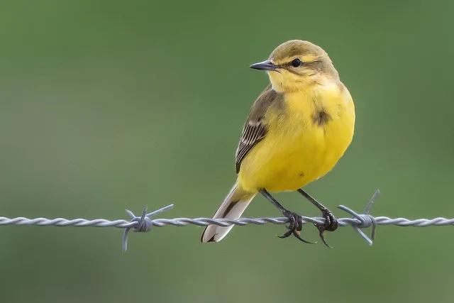 Yellow Wagtail (Motacilla flava)
