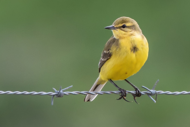 Yellow Wagtail (Motacilla flava)