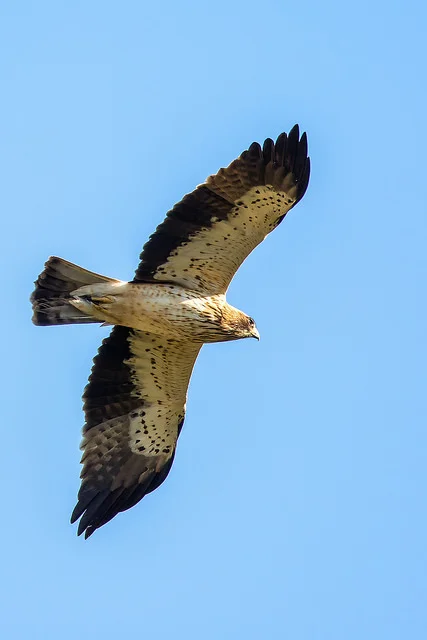 Booted Eagle (Aquila pennatus)