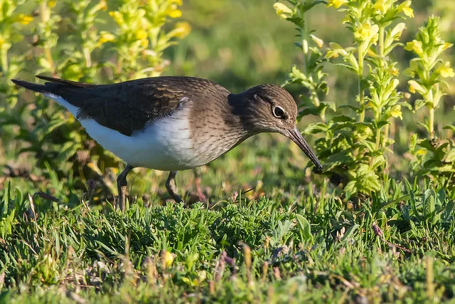 Common Sandpiper (Actitis hypoleucos)