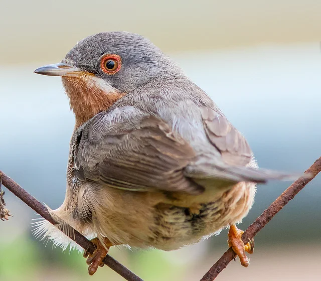 Subalpine Warbler (Sylvia cantillans)