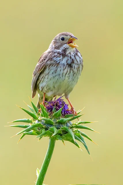 Corn Bunting (Emberiza calandra)