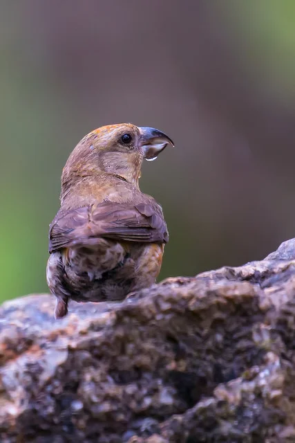 Common Crossbill (Loxia curvirostra)