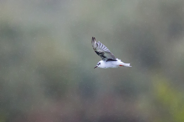 White-winged Black Tern (Chlidonias leucopterus)