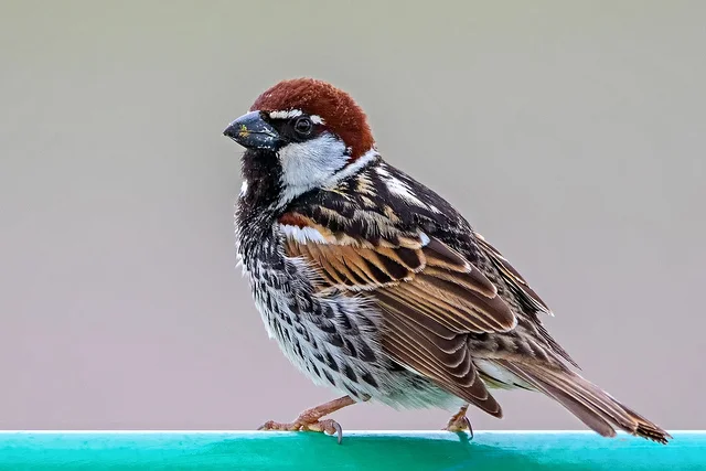 Spanish Sparrow (Passer hispaniolensis)