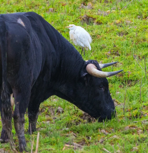 Cattle Egret (Lymnocryptes minimus)