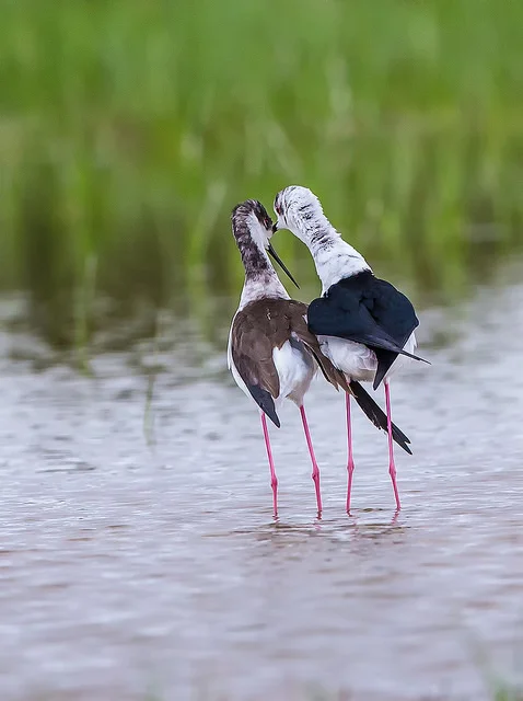 Black-winged Stilt (Himantopus himantopus)