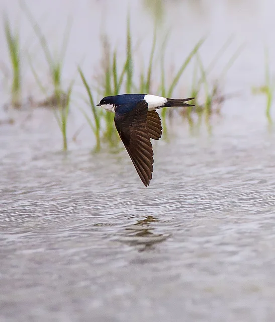 House Martin (Delichon urbicum)