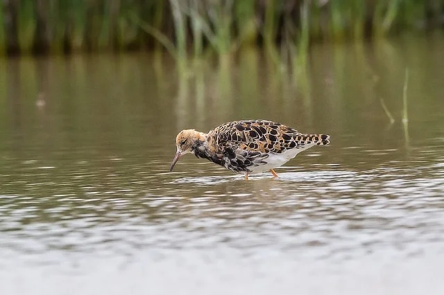 Ruff (Philomachus pugnax)