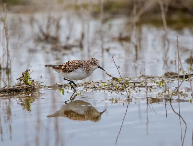 Little Stint (Calidris minuta)
