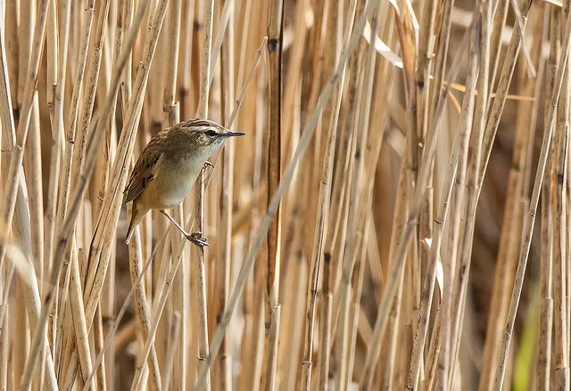 Sedge Warbler (Acrocephalus schoenobaenus)