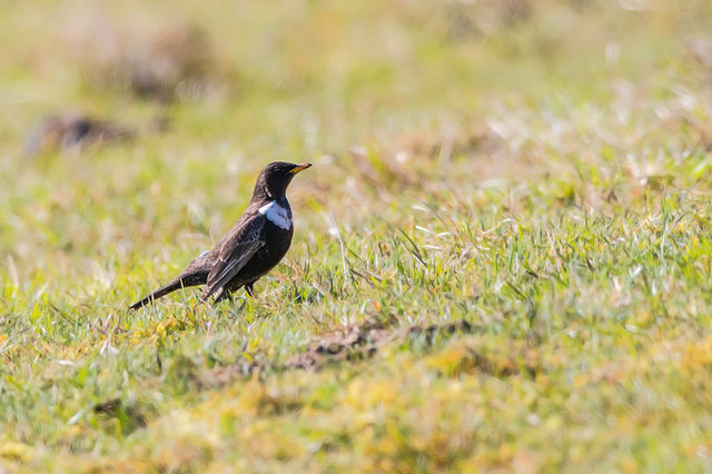 Ring Ouzel (Turdus torquatus)