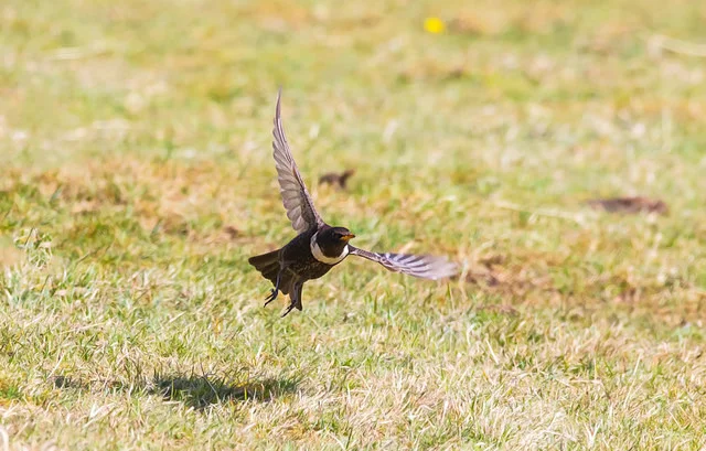 Ring Ouzel (Turdus torquatus)