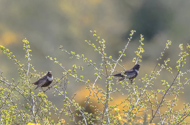 Ring Ouzel (Turdus torquatus)
