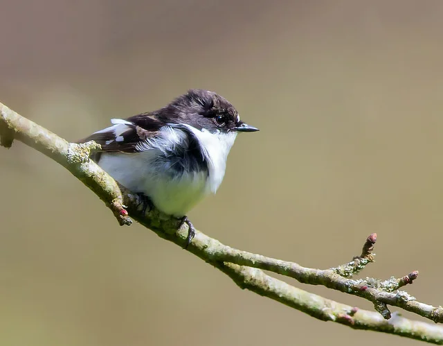 Pied Flycatcher (Ficedula hypoleuca)